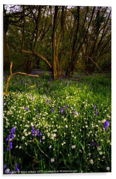 Woodland Wildflowers Acrylic by Nigel Wilkins
