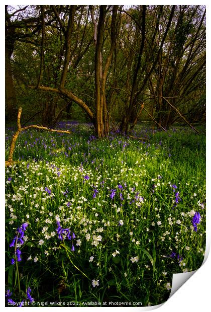 Woodland Wildflowers Print by Nigel Wilkins