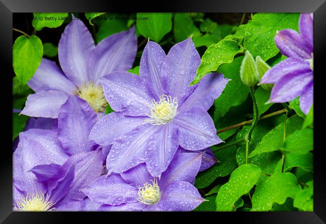 Purple Clematis in the Rain Framed Print by Betty LaRue