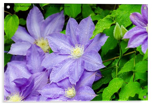 Purple Clematis in the Rain Acrylic by Betty LaRue