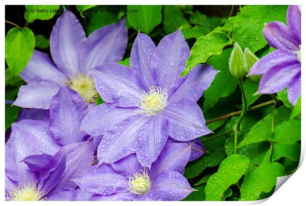 Purple Clematis in the Rain Print by Betty LaRue