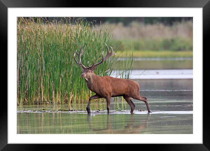Red Deer Stag in Lake Framed Mounted Print by Arterra 