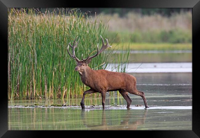 Red Deer Stag in Lake Framed Print by Arterra 