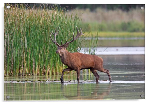 Red Deer Stag in Lake Acrylic by Arterra 