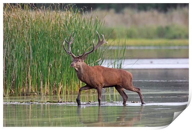Red Deer Stag in Lake Print by Arterra 