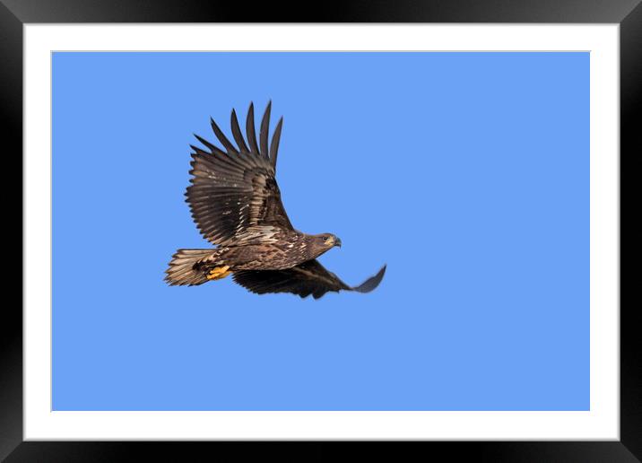 Young White-Tailed Eagle Flying Framed Mounted Print by Arterra 