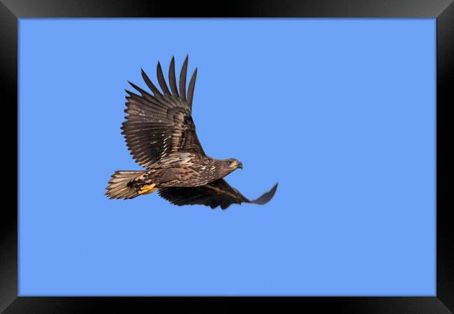 Young White-Tailed Eagle Flying Framed Print by Arterra 