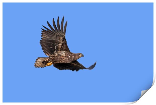 Young White-Tailed Eagle Flying Print by Arterra 