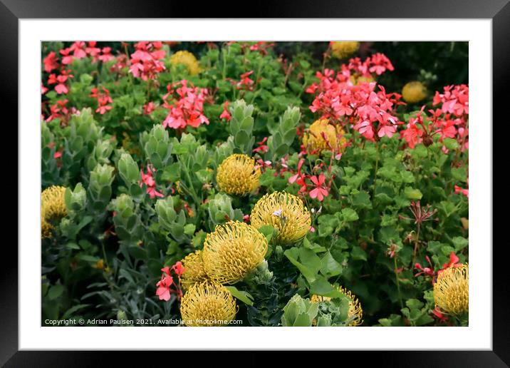 Pincushion flowers Framed Mounted Print by Adrian Paulsen