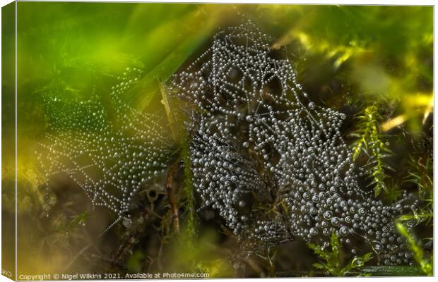 Spider's Web Canvas Print by Nigel Wilkins
