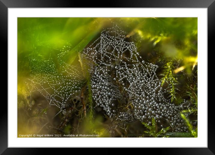 Spider's Web Framed Mounted Print by Nigel Wilkins