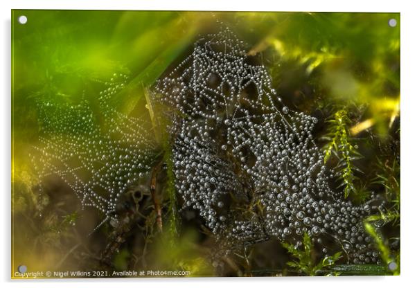 Spider's Web Acrylic by Nigel Wilkins