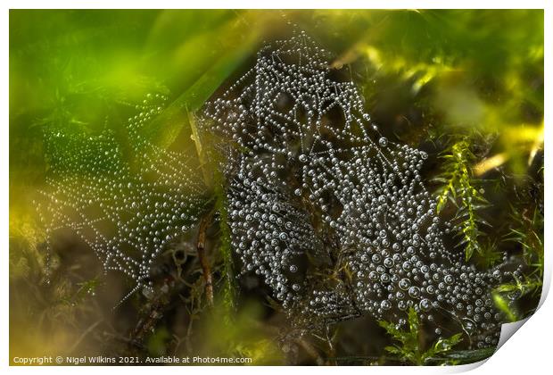 Spider's Web Print by Nigel Wilkins