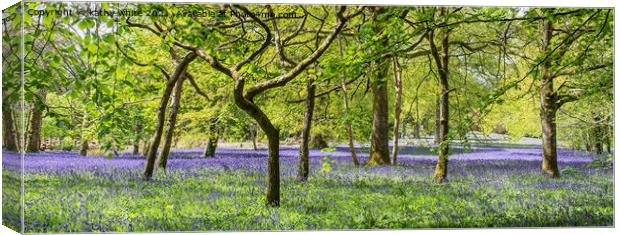 English Bluebell Wood, Cornwall,bluebell Canvas Print by kathy white