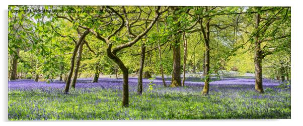 English Bluebell Wood, Cornwall,bluebell Acrylic by kathy white