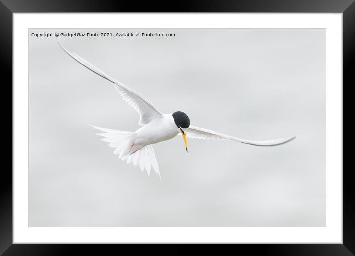 Little Tern. [Sternula albifrons] Framed Mounted Print by GadgetGaz Photo