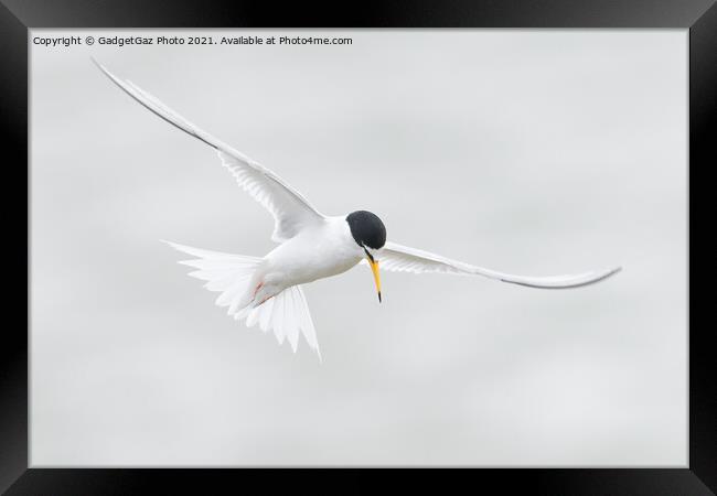 Little Tern. [Sternula albifrons] Framed Print by GadgetGaz Photo