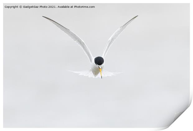 Little Tern. [Sternula albifrons] Print by GadgetGaz Photo