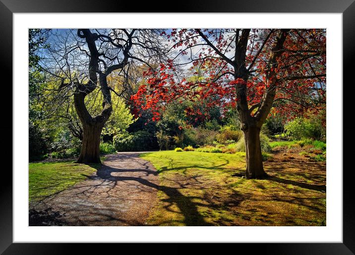 Sheffield Botanical Gardens  Framed Mounted Print by Darren Galpin