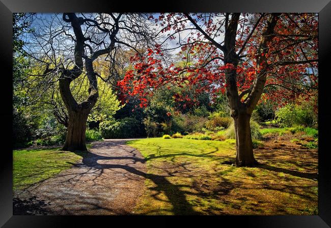 Sheffield Botanical Gardens  Framed Print by Darren Galpin
