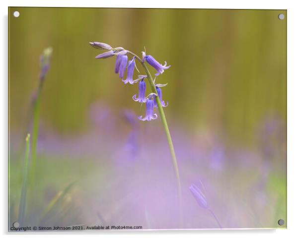 bluebell Flower  Acrylic by Simon Johnson