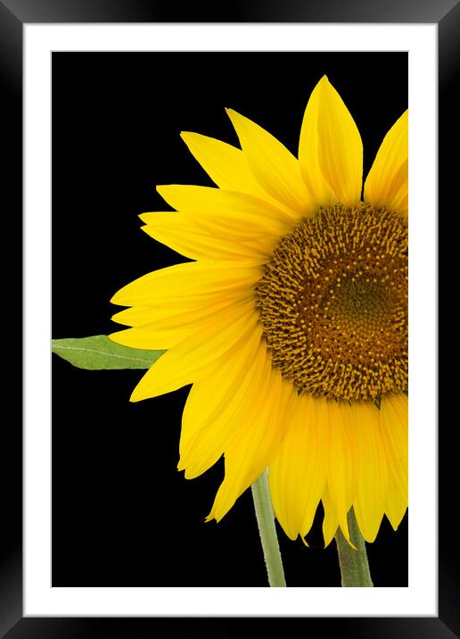 The Sunflower Framed Mounted Print by Betty LaRue
