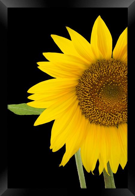 The Sunflower Framed Print by Betty LaRue