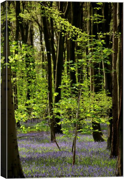 bluebell wood Canvas Print by Simon Johnson