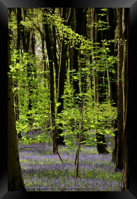 bluebell wood Framed Print by Simon Johnson
