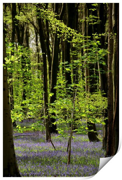 bluebell wood Print by Simon Johnson