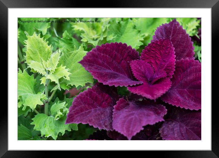 Purple Coleus Framed Mounted Print by Betty LaRue