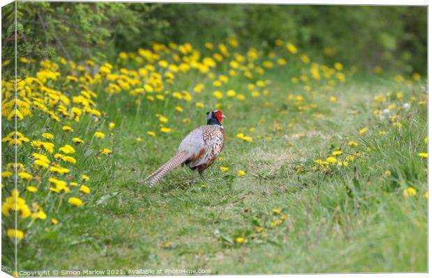 Majestic Male Pheasant Strolling through a Verdant Canvas Print by Simon Marlow