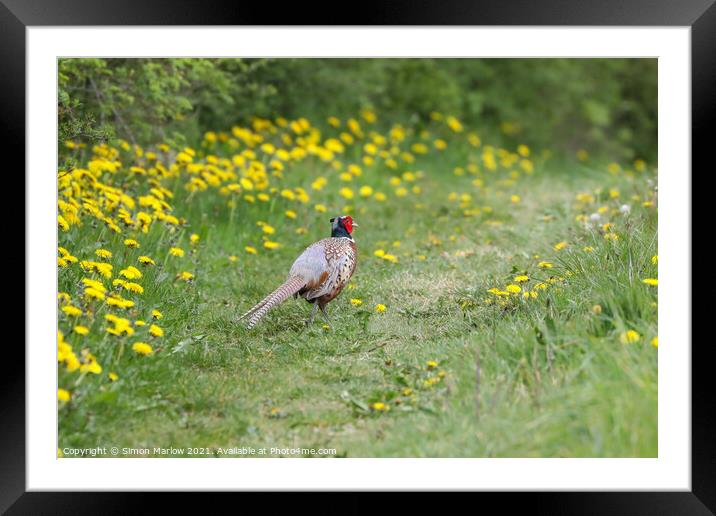 Majestic Male Pheasant Strolling through a Verdant Framed Mounted Print by Simon Marlow