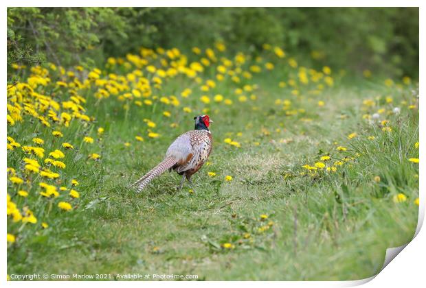 Majestic Male Pheasant Strolling through a Verdant Print by Simon Marlow