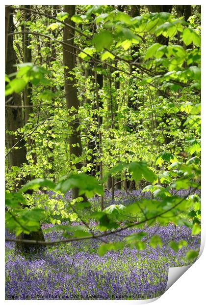 sunlit leaves and bluebells Print by Simon Johnson