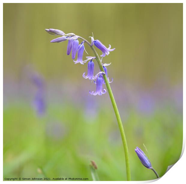 bluebell close up Print by Simon Johnson