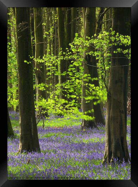 Sunlit leaves and bluebells Framed Print by Simon Johnson