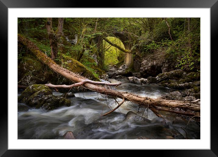 A fallen tree and a bridge Framed Mounted Print by Leighton Collins