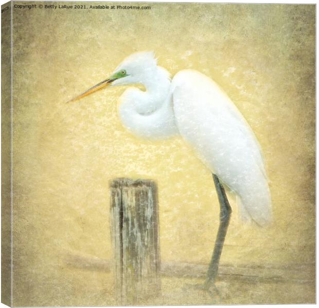 Great Egret Perched Canvas Print by Betty LaRue