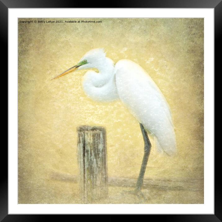 Great Egret Perched Framed Mounted Print by Betty LaRue