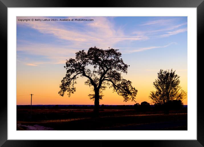 Sunset Tree Silhouette Framed Mounted Print by Betty LaRue