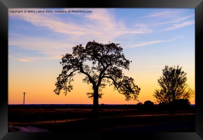 Sunset Tree Silhouette Framed Print by Betty LaRue