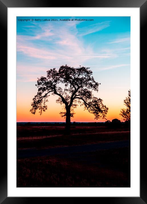 Sunset Tree Silhouette 2 Framed Mounted Print by Betty LaRue