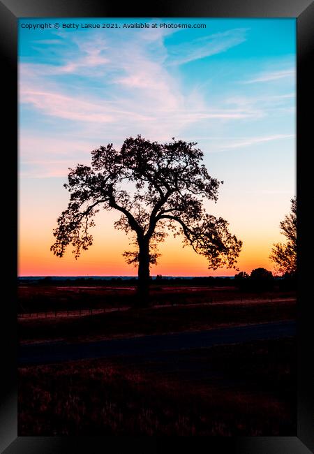 Sunset Tree Silhouette 2 Framed Print by Betty LaRue