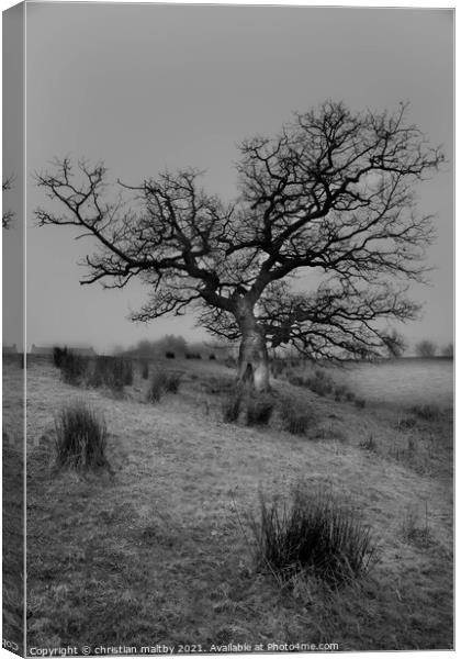 A laughing tree Southwest Scotland  Canvas Print by christian maltby