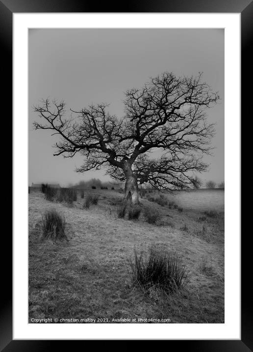 A laughing tree Southwest Scotland  Framed Mounted Print by christian maltby