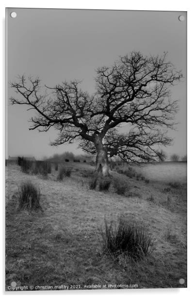 A laughing tree Southwest Scotland  Acrylic by christian maltby