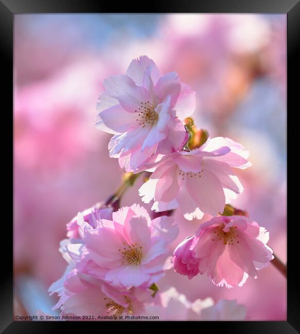 sunlit Cherry Blossom Framed Print by Simon Johnson
