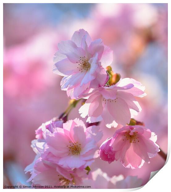 sunlit Cherry Blossom Print by Simon Johnson