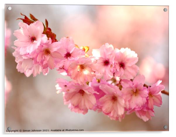 Sunlit Cherry Blossom Acrylic by Simon Johnson